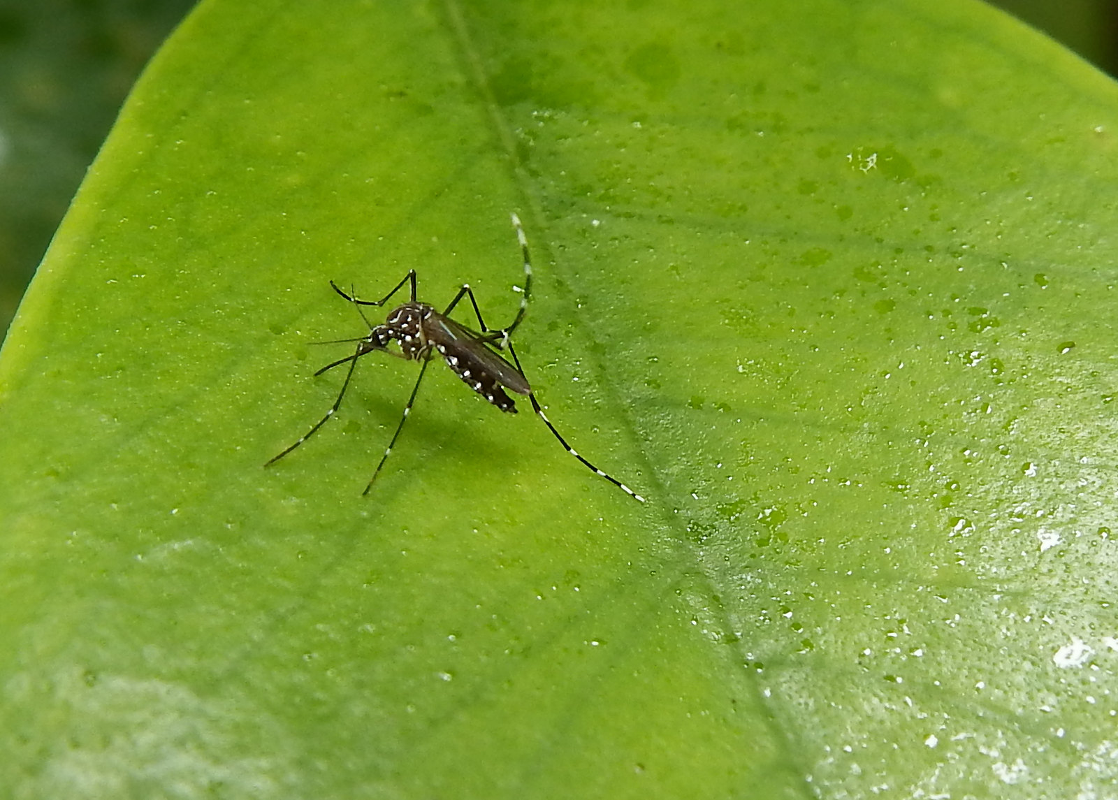 ¿CÓMO DETECTAR EL DENGUE EN ADULTOS MAYORES?