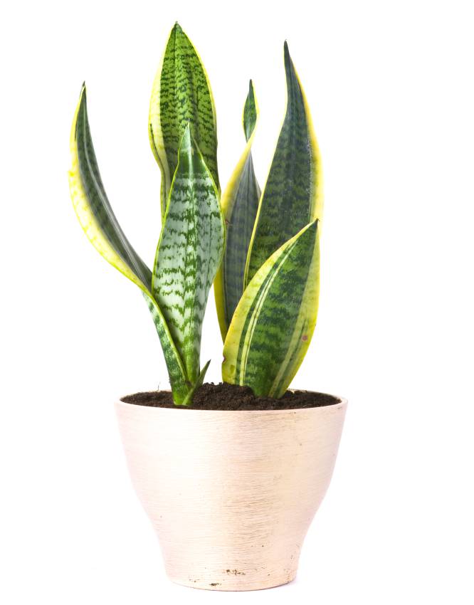 SANSEVIERIA