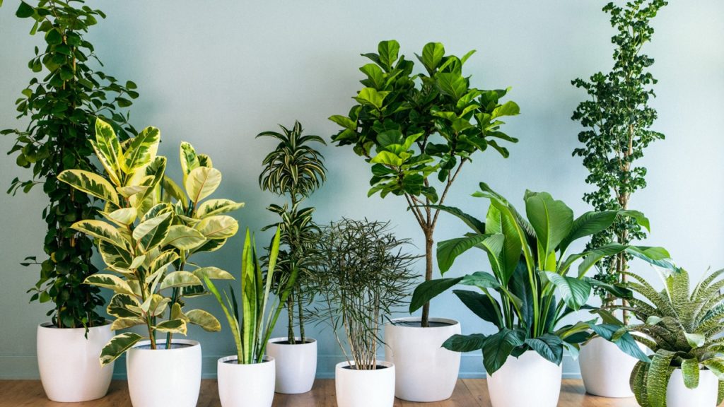 Plantas Casa