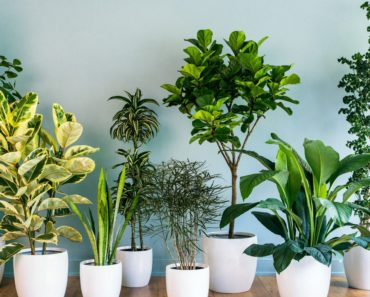 QUÉ PLANTAS TENER DENTRO CASA EN ESTA ÉPOCA DE CALOR